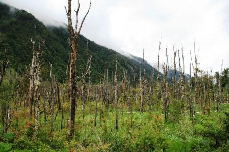 Reste frherer Brandrodungen